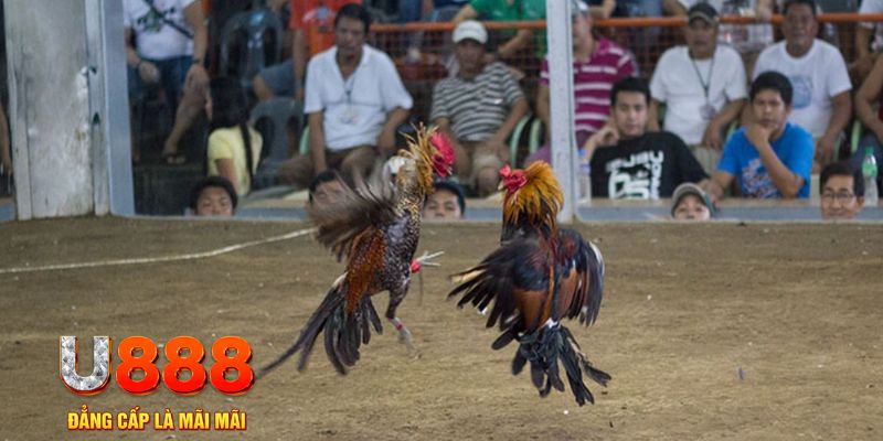 pg1 đăng nhập mậu binh khuyến mãi