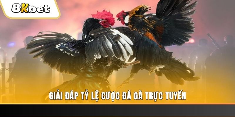 pg1 trực tiếp đá gà thomo